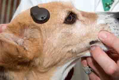 How Do They Test A Dog For Hearing Loss