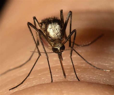 New Invasive Mosquito Species Found In Florida Can Carry Yellow Fever : NPR