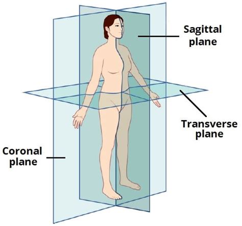 Anatomical Planes - Coronal - Sagittal - Transverse - TeachMeAnatomy