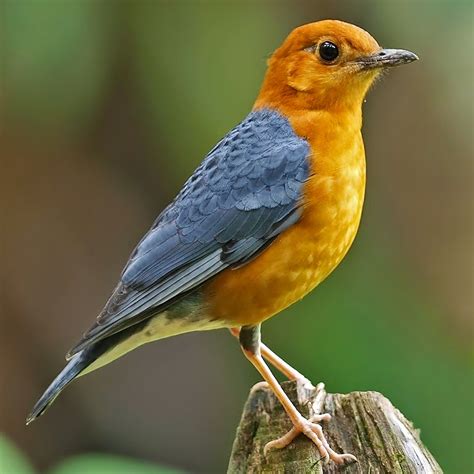 Birds of the World: Orange-headed thrush