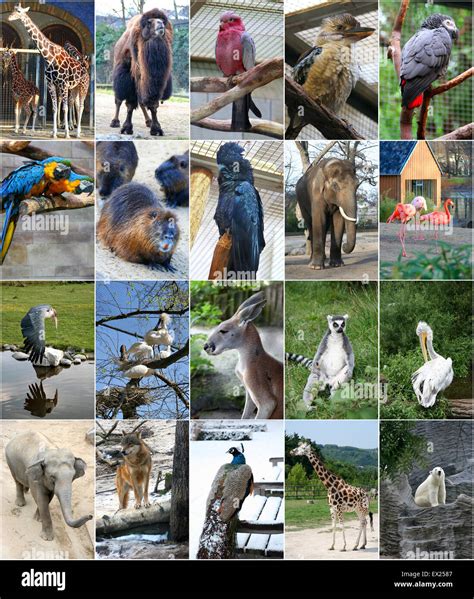 Different animals collage Stock Photo - Alamy