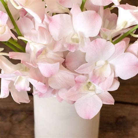 Blush Pink Dendrobium Orchids | FiftyFlowers | Dendrobium orchids ...