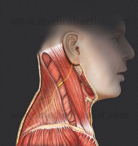 Cranial Nerve 11 Test