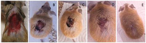 The African spiny mouse (Acomys spp.) as an emerging model for ...