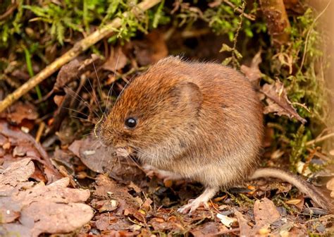 Recognising and controlling voles in the garden | MOOWY