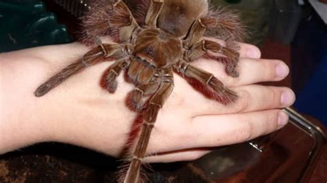 Tarantula Actual Size Goliath Birdeater - Галерија слика