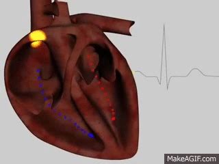 3d animation of a cardiac cycle + electrical activity on Make a GIF