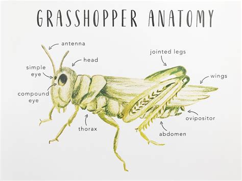 Grasshopper Anatomy Printables Homeschool Resources - Etsy