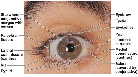 Human Eye Anatomy - Parts of the Eye and Structure of the Human Eye