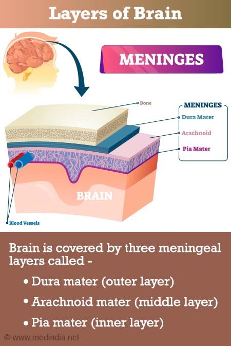 Brain Tissue Types