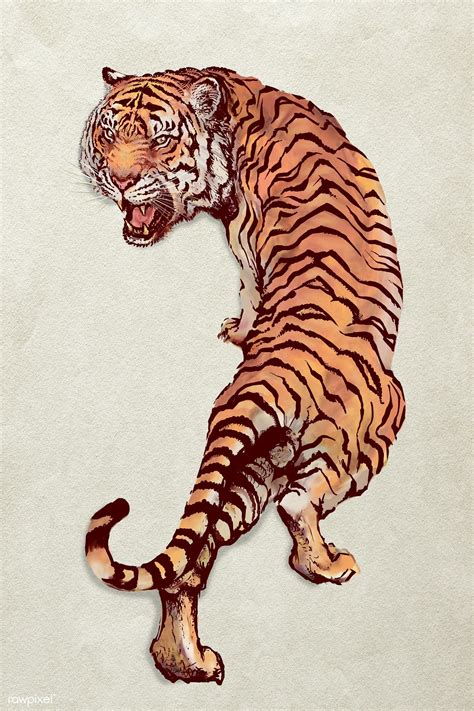 How To Draw A Tiger Tiger Drawing Tiger Art Drawing Tiger Illustration ...