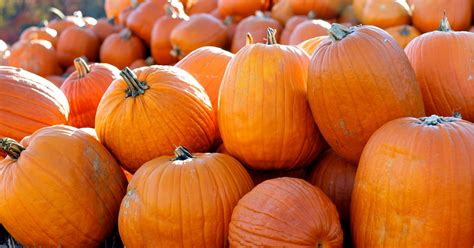 America’s ‘Great Pumpkin’ patch