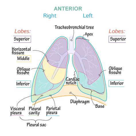 Lung Lobe Anatomy - Anatomy Drawing Diagram