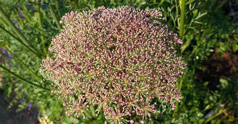 How to Harvest and Save Carrot Seeds | Gardener’s Path