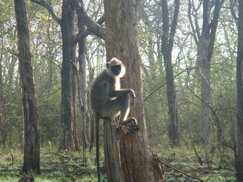 TOUR CORNER: WAYANAD Wildlife Sanctuary