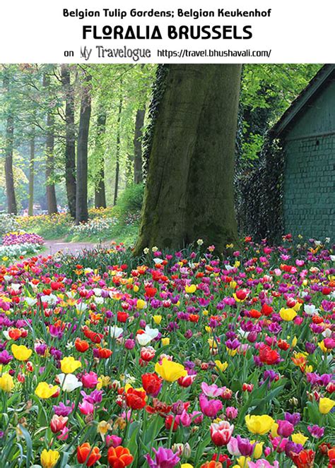 Floralia Brussels - Belgian Tulip Festival | My Travelogue - Indian ...