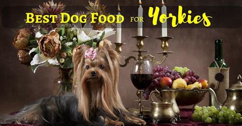 Best Dog Food for Yorkies 2020 [Top List Revealed] - Nolonger Wild