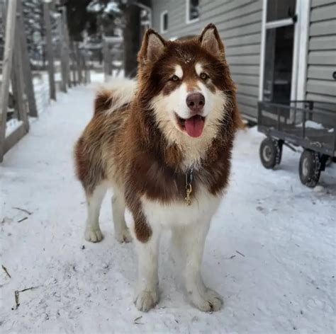 15 Best Dog Breeds for Cold Weather - ilovedogscute.com