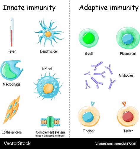 Innate Immunity Diagram