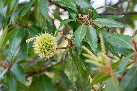 Chestnut Planting Tips