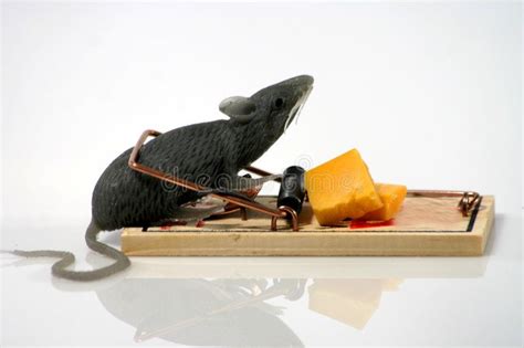 Rat in trap. Gray rubber rat caught in a mouse trap , #AFFILIATE, #Gray ...