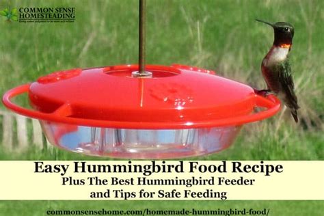 Homemade Hummingbird Food Recipe and the Best Hummingbird Feeder