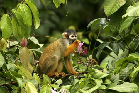 Amazon Rainforest Wildlife - Our Guide to 21 Species | Exodus