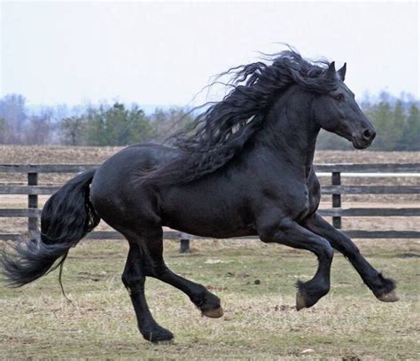 Black Shire horse Does not look like a Shire to me, but is a BEAUTIFUL ...