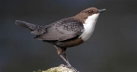 Dipper Bird Facts (Cinclus cinclus) | Birdfact