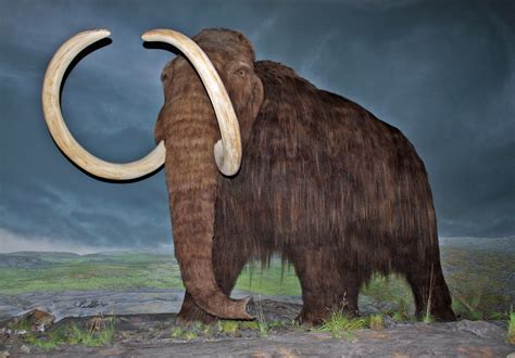 File:Woolly Mammoth-RBC.jpg - Wikipedia