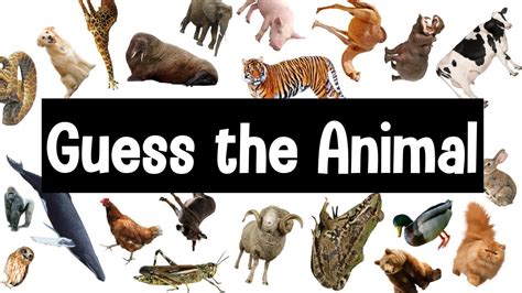 Guess the Animal Sound Game | 30 Animal Sounds Quiz | Wildlife Trivia ...