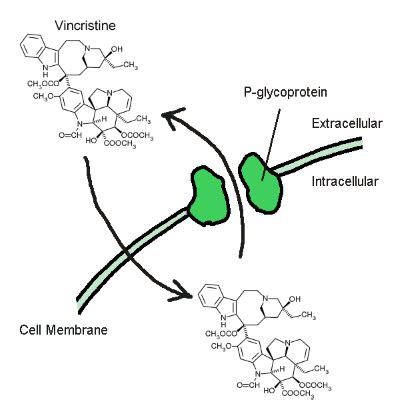 Glycoproteins | Definition, Function & Examples - Lesson | Study.com