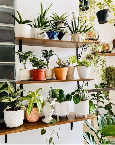 50+ Plant Shelf Ideas For Your Home - The Wonder Cottage