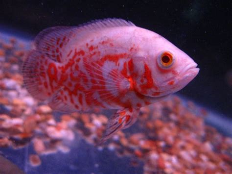 17 Best images about PINK FISH on Pinterest | Cichlids, Pink and ...