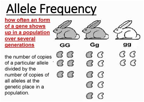 Allele Frequency - Definition, Calculation, Example | Biology Dictionary