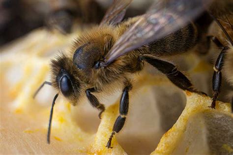 Honey Bee Macro Photography from INSIDE the hive!