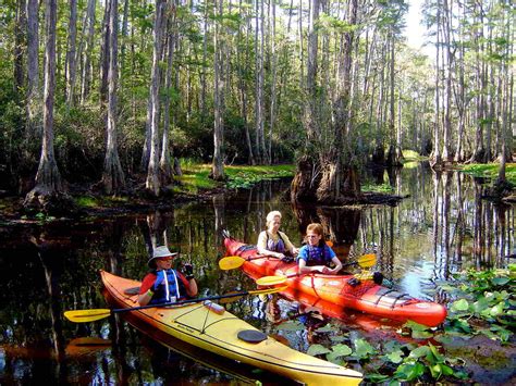 Discovering the Okefenokee Swamp and Cumberland Island