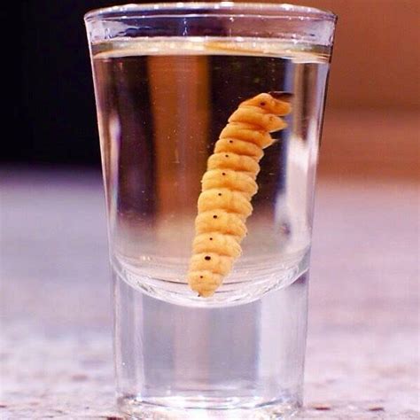 What is a Tequila Worm? Should you eat it? And why is it there ...