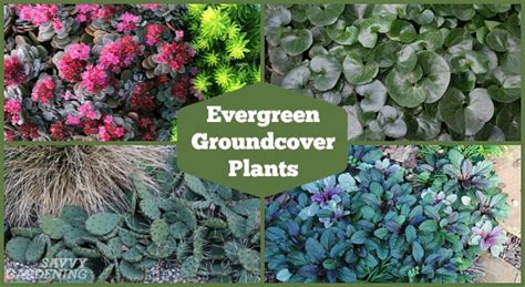 Evergreen Groundcover Plants: 20 Choices for Year-round Interest