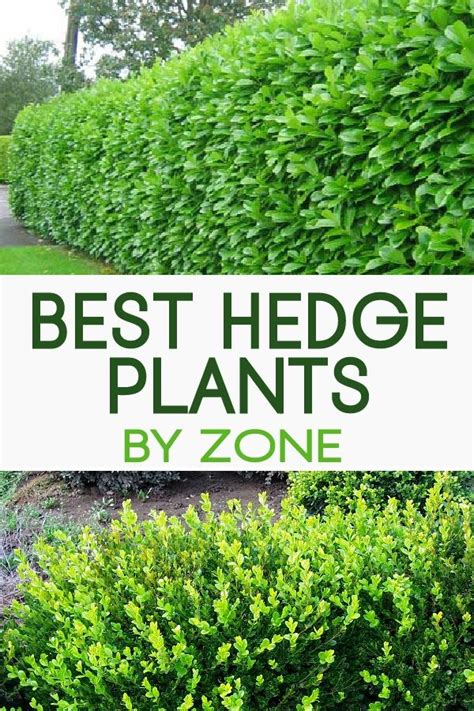 Top 12 Best Hedge Plants…by Zone! - gardenlovin | Hedges landscaping ...