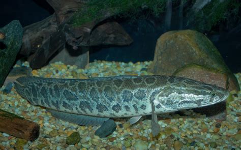 FishSens Magazine | Northern Snakehead Fish Push Into Upper Potomac ...