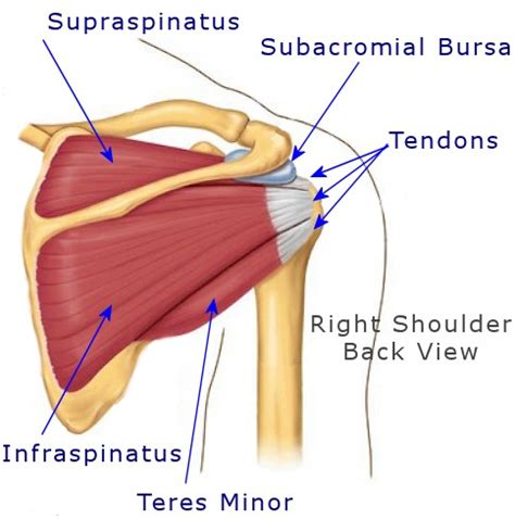 Shoulder Strain - Shoulder Muscle Pain