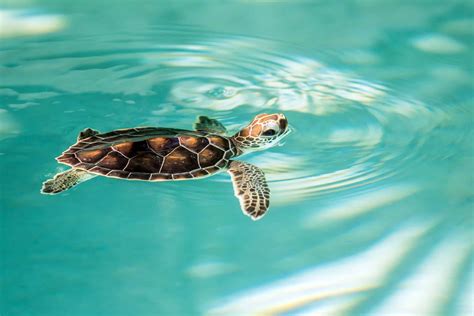 Cute endangered baby turtle - Maui Ocean Center