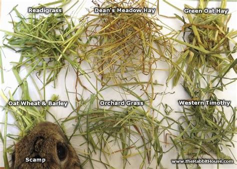 The main component of every rabbit's diet should be fresh grass or hay ...