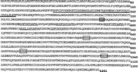 -Amino acid sequence of the MU2 protein deduced from conceptual ...