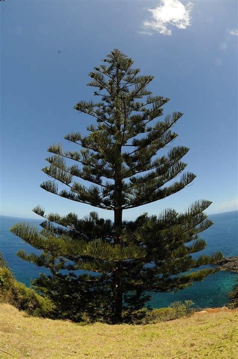 Norfolk Island Pine | The Norfolk Island Pines (Araucaria he… | Flickr