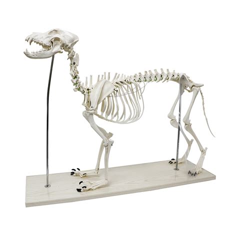 Large Dog Skeleton Model - Realityworks