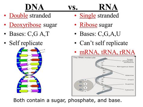 Pin by Lisa Felt on Nursing students | Teaching biology, Biology ...