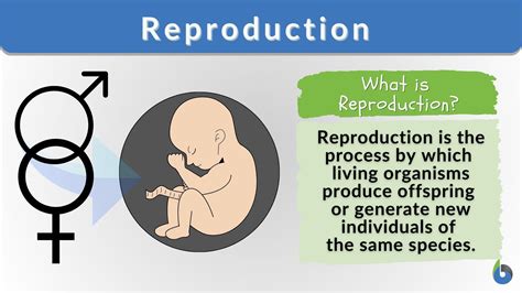 Reproduction - Definition and Examples - Biology Online Dictionary