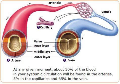 # 72 Arteries, veins and capillaries - structure and functions ...